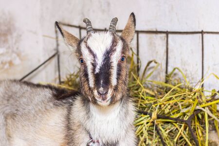 Young gray goat with horns near the feeder with foodの写真素材