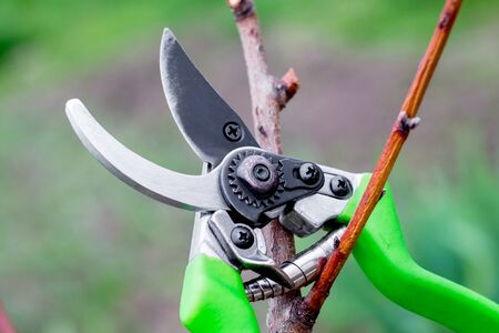 On a tree hanging scissors for cutting tree branches in the garden in the springの写真素材