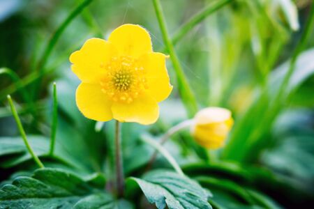 Yellow flower anemone  on a green background in the spring forestの写真素材