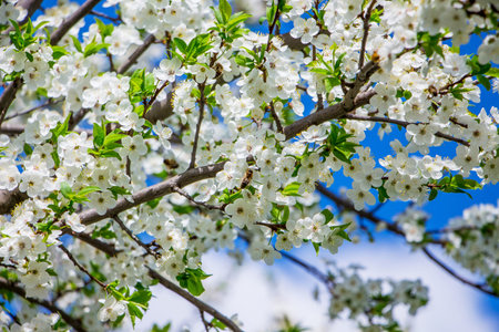 Blossom of Cherry. White cherry blossoms on a blue sky background