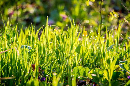 Gentle young grass with drops of dew that shines against the sun in the morning