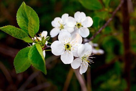 White flowers cherry  with green leaves on a dark background. Blooming cherriesの写真素材
