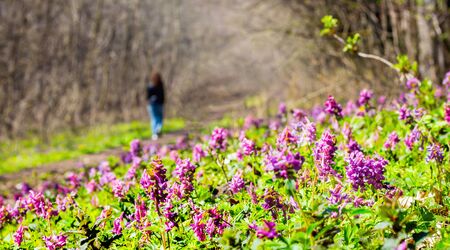 The girl goes by the forest road among the thickets of spring flowersの写真素材
