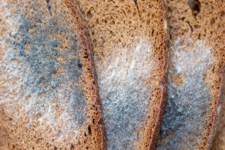 Slices of black bread, covered with mildew, close-up. Mold on bread