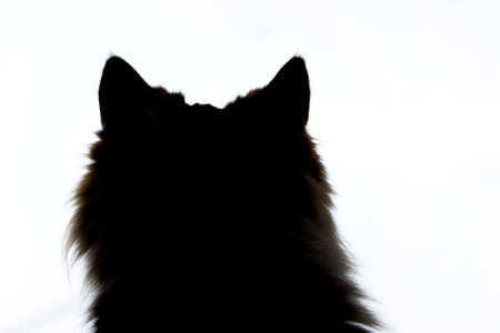 Silhouett of a cat's head on a white isolated background close upの写真素材