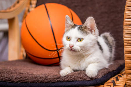 White cat in a rocking chair next to a basketball ballの写真素材