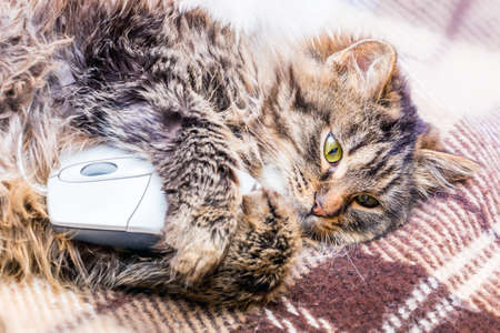 A young fluffy cat lays and holds a computer mouse in his paws. Rest during work. Evasion from workの写真素材