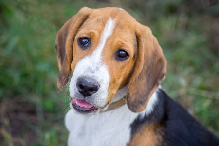 Portrait of a young dog of breeds an Estonian hound on a background of green grass. Nice look of the...