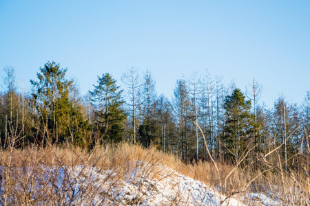 Trees in the woods in the winter against a background of blue sky