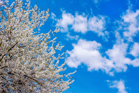 A cherry tree during the flowering period against the background of the blue sky. Copy space