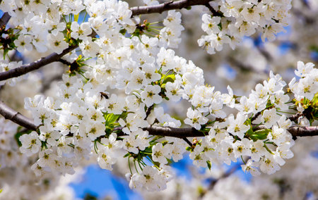 White flowers on the branches of sweet cherries. Flowering trees in the garden