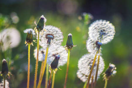 Furry dandelions in the meadow in the period of maturation of the seedsの写真素材