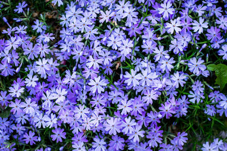 Flowering Phloxes on the flowerbed. Background of purple phloxesの写真素材