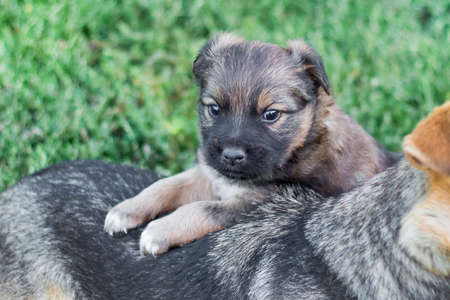 A small puppy on the back its own mom. Baby and mamaの写真素材