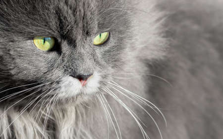 A gray cat with green eyes, a close-up portrait. Copy spaceの写真素材