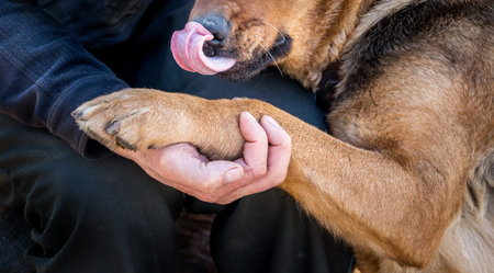 An elderly man holds a dog's paw in his hand. The dog shows love for the owner