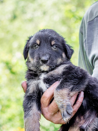 A man holds a small black puppy in his hand