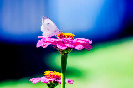 White butterfly on a pink flower on a colorful backgroundの写真素材