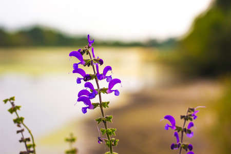 Purple flowers on the bank of the river, blurred backgroundの写真素材