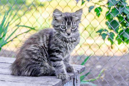 A gray striped kitten sits on an old wooden chair