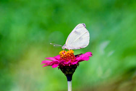 White butterfly sitting on a pink flower in sunny weather on a blurry backgroundの写真素材
