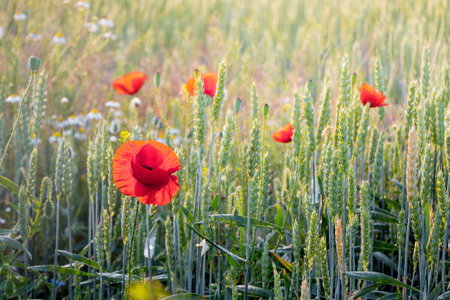 Red poppies in a wheat field in sunny weather