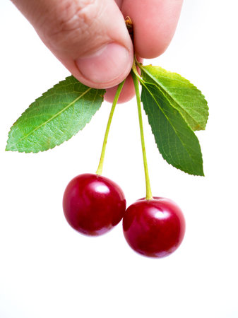 A man holds red berries cherry in his hand, a white, isolated background
