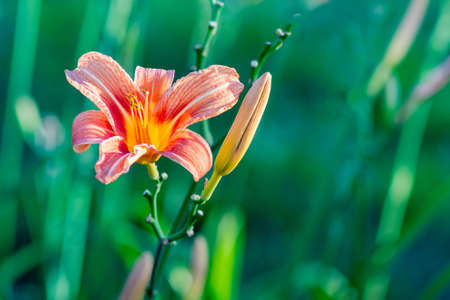Orange lily with a bud on a background of green grass. Copy spaceの写真素材