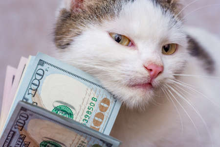Small White Cat and US Dollars. Salary, remuneration. Success in businessの写真素材