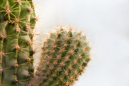 Cactus with sprouts close-up. Growing and selling cacti