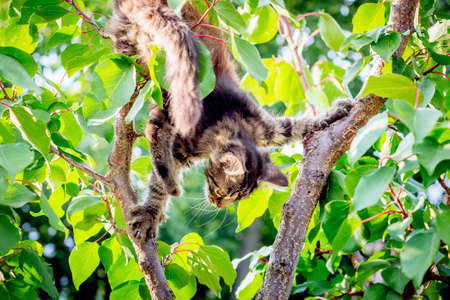 A young cat climbed a tree in the gardenの写真素材