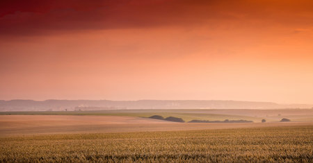 Rural landscape: a wheat field and a red-orange sky at sunset