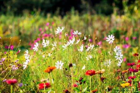 White flowers kosmeya in the flower garden among other flowersのeditorial素材