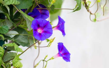 Blue ipomoea with leaves on a white background. Copy spaceの写真素材