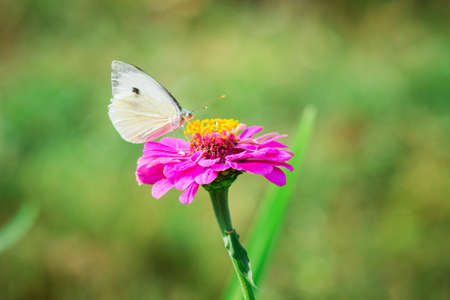 A white butterfly on a pink flower of zinnia collects nectarのeditorial素材