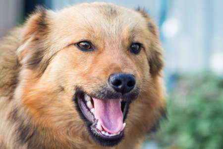 Close-up of a brown dog on a blurry backgroundの写真素材