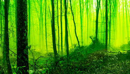 Misty morning in the spring forest. Mystic fairy-tale forest in the morning. Tinting in green
