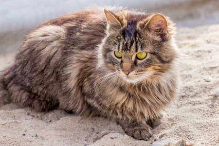 A young fluffy cat sits on the sand in sunny weather