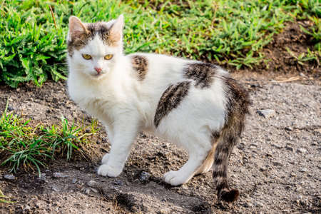 White spotted cat near green grass in the summerの写真素材