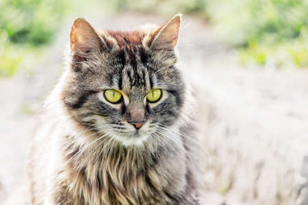 Portrait of a fluffy cat close up against the sunの写真素材