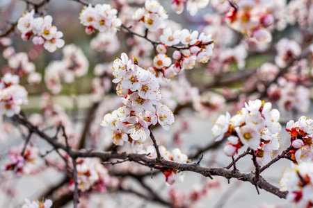Apricot tree in the flowering period. Flowering of trees in the spring