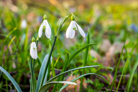 Snowdrops on the background of green grass in the spring forest