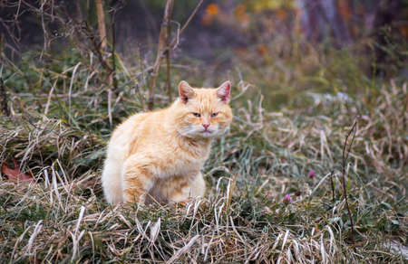 An orange stray cat sits on the grass in the gardenの写真素材