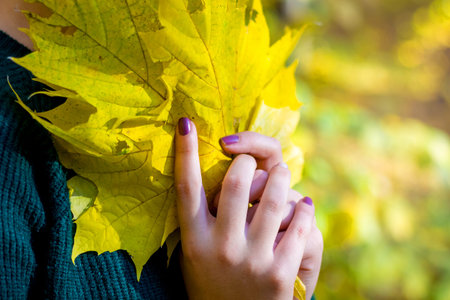 The girl holds yellow leaves of maple in her hands