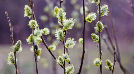 Earrings of willow on a dark violet background in early spring, blossom of willowの写真素材