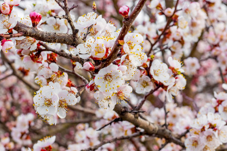 Abundant apricot flowering. Flowering of trees in spring
