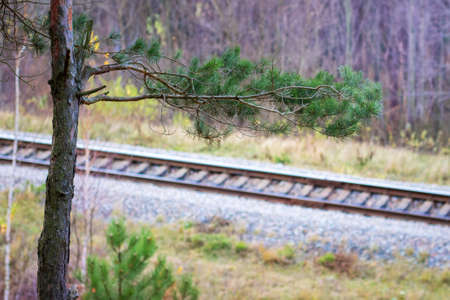 The railroad that passes through the forest, pine in the background of the railroadの写真素材