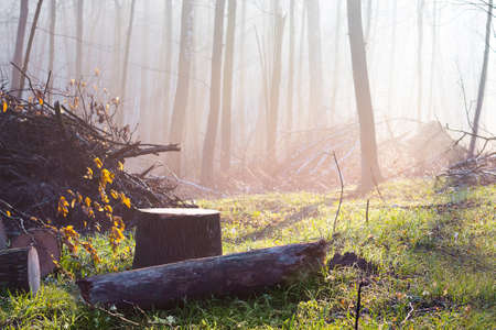 Forest in the sunny weather in the morning. Forest felling for industrial needsの写真素材
