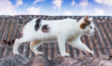 A white spotted cat goes along the roof of the houseの写真素材