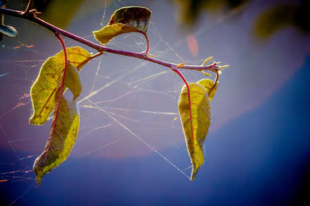 A web on a branch with yellow autumn leaves on a dark backgroundの写真素材